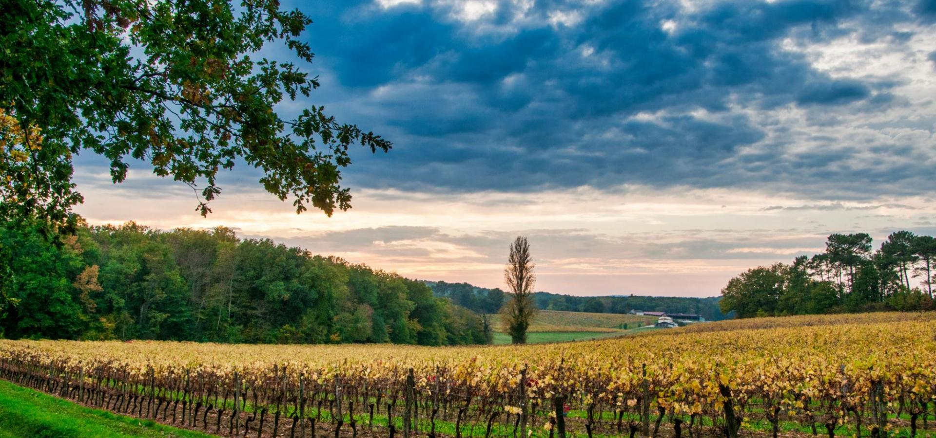 Vignoble des Côtes-de-Bergerac 2048 × 1536 CC BY-SA 2.0 paysbergerac —©Père Igor  CC BY-SA 2.0