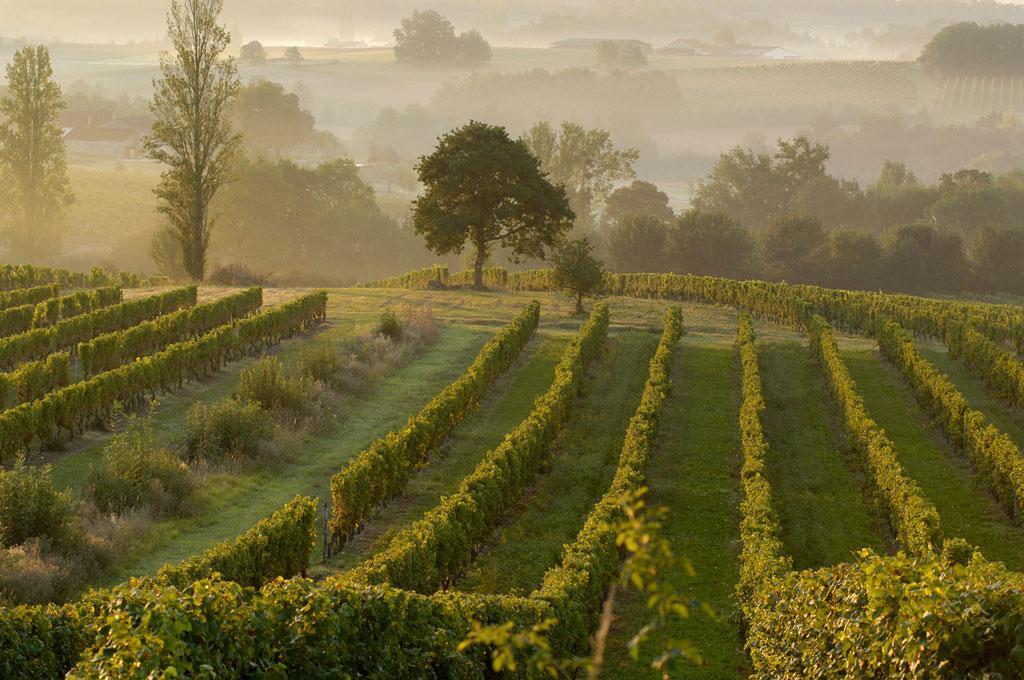 Vignoble des Côtes-de-Bergerac 2048 × 1536 CC BY-SA 2.0 paysbergerac — ©Père Igor CC BY-SA 2.0